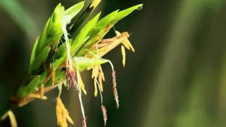 老古话说的&ldquo;竹子开花，马上搬家&rdquo;是什么意思？有何可怕之处？