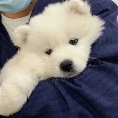 微笑小狗耶耶萌头像合集 将快乐存档吧