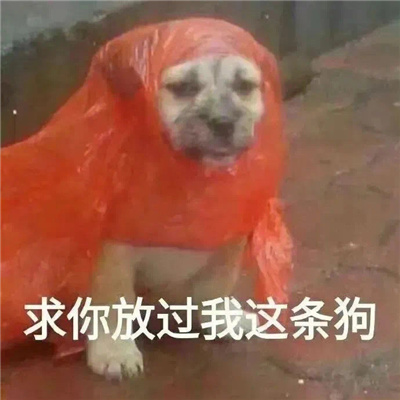 不想说话用的聊天表情 快乐聊天必备表情